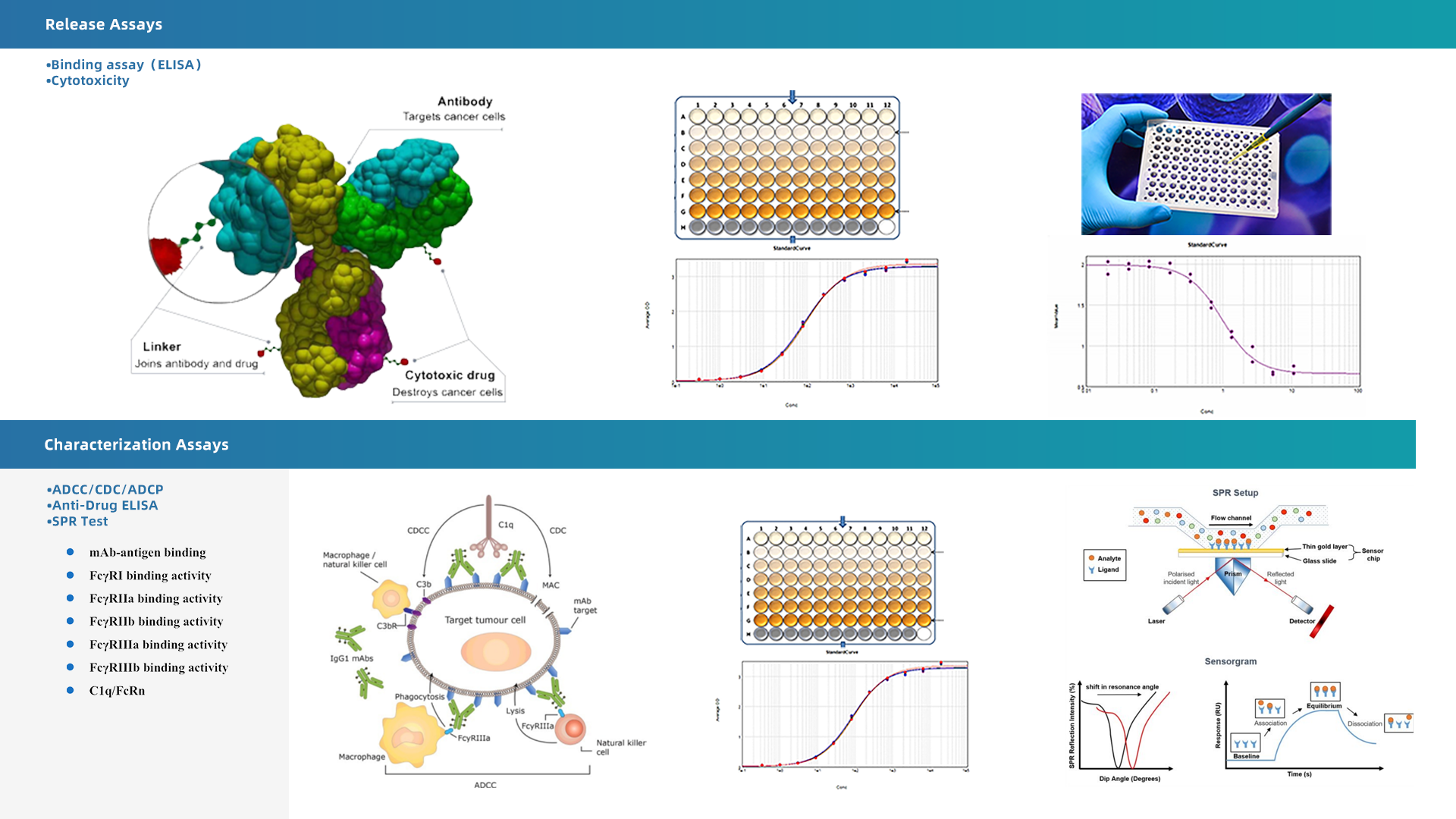 Bioconjugates.png